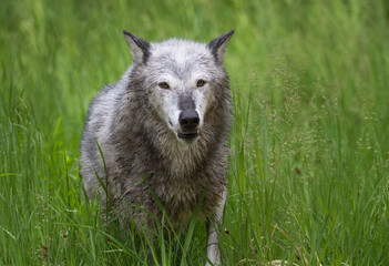 Fototapeta premium Tundra Wolf