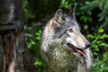 Tundra Wolf