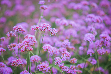 Verbena flower photos in an outdoor flower garden look gorgeous, perfect for background images.