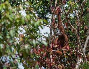 Orangutan in a tree, Palangka Raya, Indonesia