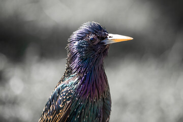 Friendly Downtown City Bird 