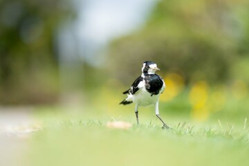magpie bird in Australia.