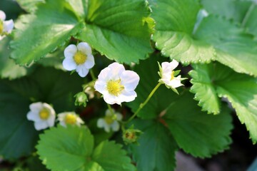 春の日　菜園のイチゴの花　背景