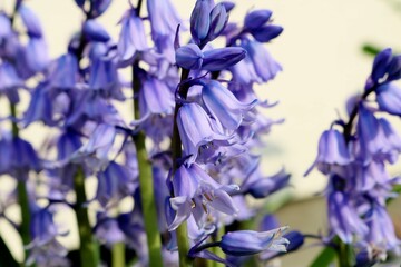 青い春の花　ツリガネズイセン　癒し