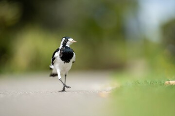 magpie bird in Australia.