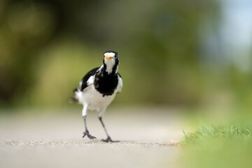 magpie bird in Australia.