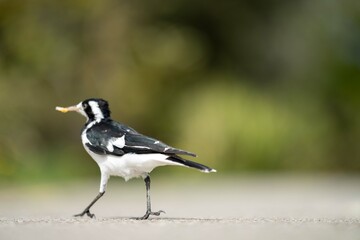 magpie bird in Australia.