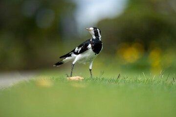 magpie bird in Australia.