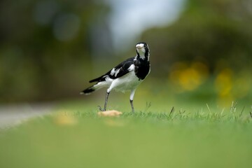 magpie bird in Australia.