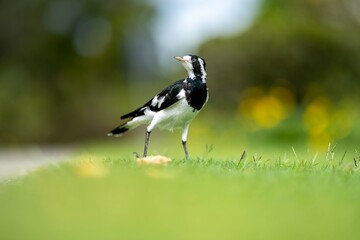 magpie bird in Australia.