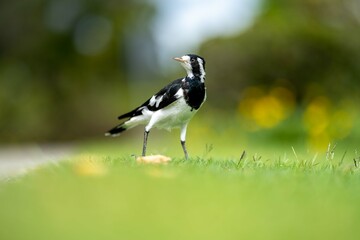 magpie bird in Australia.