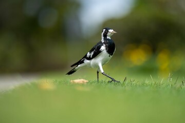 magpie bird in Australia.