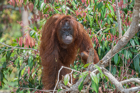 Orangutan in a tree, Kalimantan, Indonesia