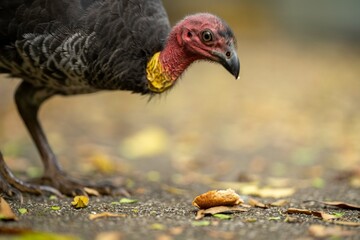 Local birds in queensland australia 