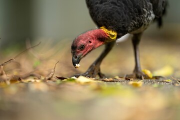 Local birds in queensland australia 
