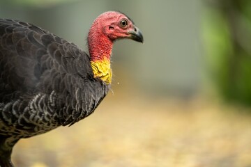 Local birds in queensland australia 
