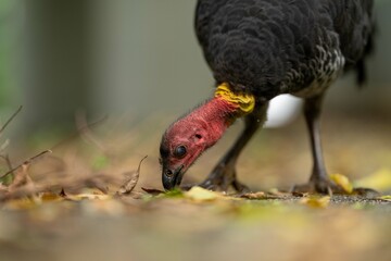 Local birds in queensland australia 