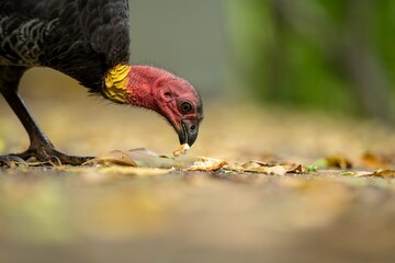 Local birds in queensland australia 
