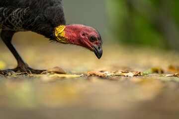 Local birds in queensland australia 