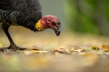 Local birds in queensland australia 