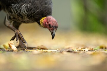 Local birds in queensland australia 