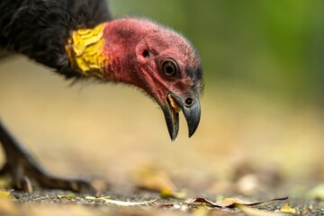 Local birds in queensland australia 