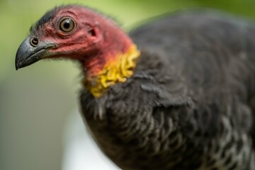 Local birds in queensland australia 