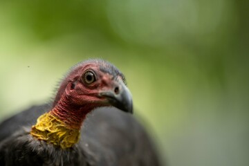 Local birds in queensland australia 
