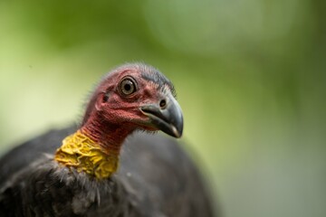 Local birds in queensland australia 
