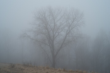 Obraz na płótnie Canvas Spooky scene of a lonely bare tree in a park.