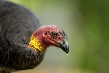 Local birds in queensland australia 