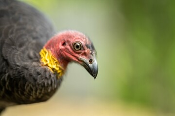 Local birds in queensland australia 