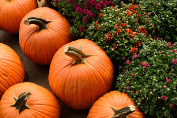 Overhead shot of pumpkins and mums.
