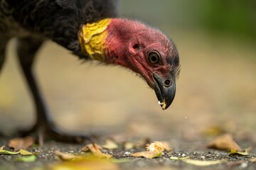 Local birds in queensland australia 