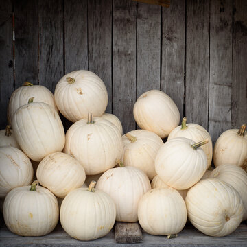 White ghost pumpkins (snowball, luminas or caspers pumkins) piled up in an aged wooden bin.