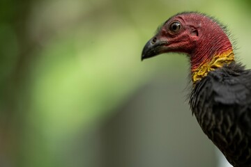 close up of a bush turkey in queensland Australia