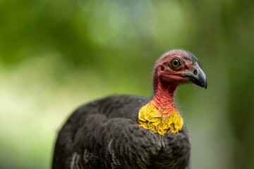 close up of a bush turkey in queensland Australia