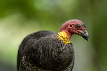 close up of a bush turkey in queensland Australia