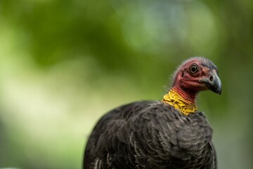 close up of a bush turkey in queensland Australia