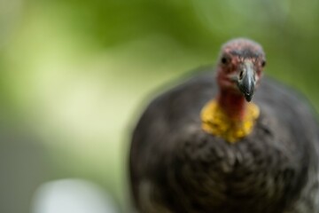 close up of a bush turkey in queensland Australia