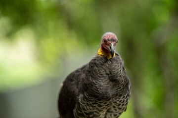 close up of a bush turkey in queensland Australia