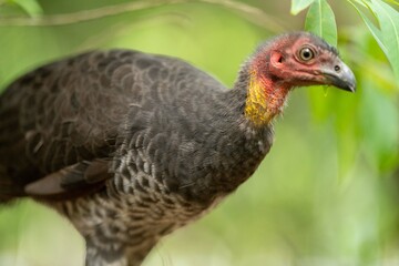 close up of a bush turkey in queensland Australia