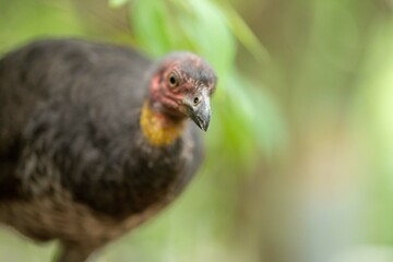 close up of a bush turkey in queensland Australia