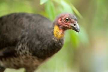 close up of a bush turkey in queensland Australia