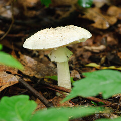 Wild white mushroom in a forest surrounded by twigs, dried leaves and green leaves.