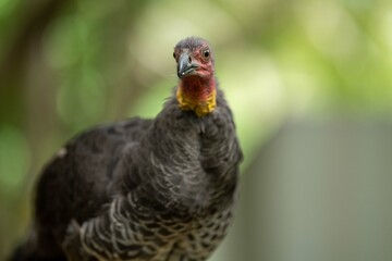 close up of a bush turkey in queensland Australia