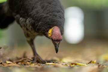 close up of a bush turkey in queensland Australia