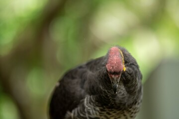 close up of a bush turkey in queensland Australia