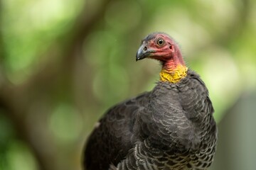 close up of a bush turkey in queensland Australia