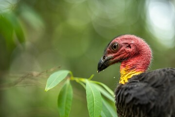 close up of a bush turkey in queensland Australia
